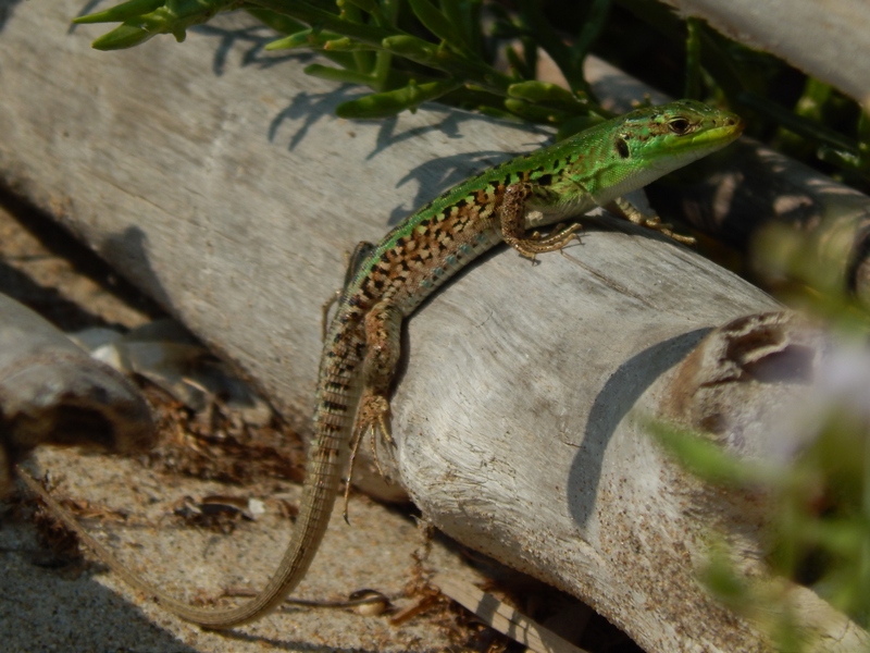 Podarcis siculus , maschio